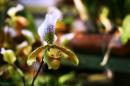 orchidees senat 021 * 4368 x 2912 * (4.62MB)